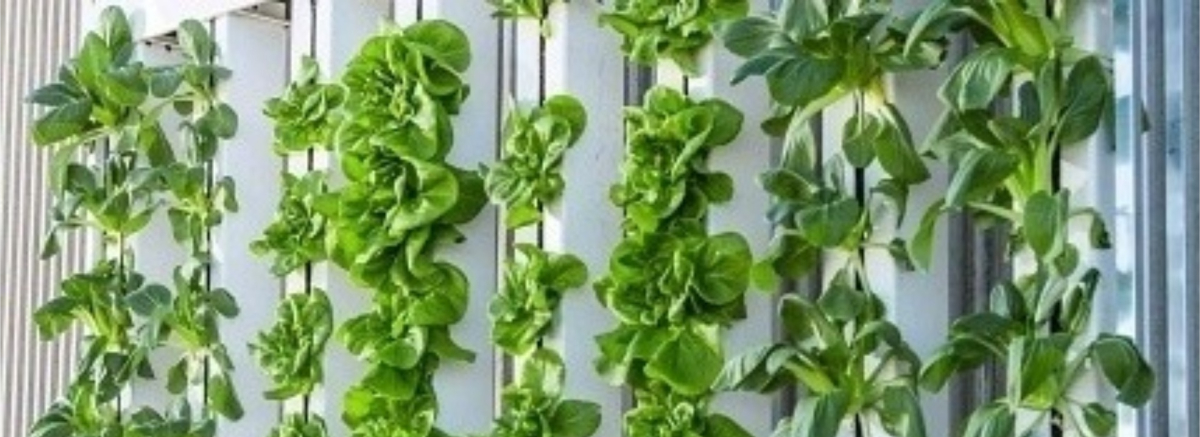 Vertical Farming Technology: How does it Work?
