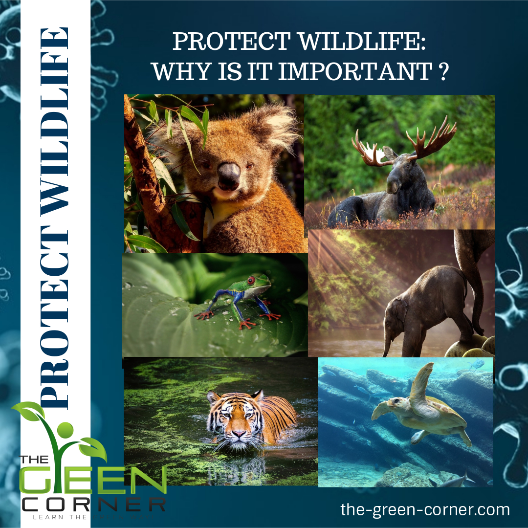 Recommendation Info About How To Protect The Wildlife - Matehope54